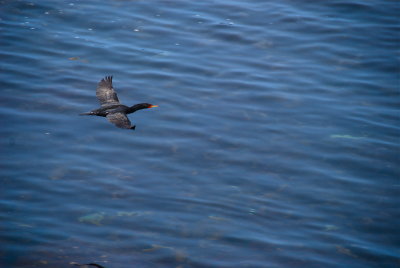 Cormorant New England