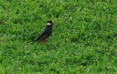 Java Sparrow- Hawaii