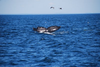 Whale Boston