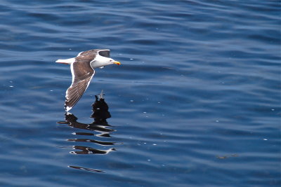 Sea Gull New England