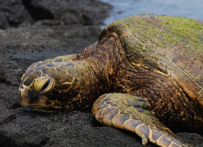 Green Turtle-  Kona Hawaii