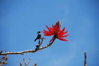 Hummingbird- Santa Barbara