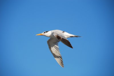 Royal Tern Holbox Mexico