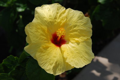 Yellow Hibiscus - Hawaii