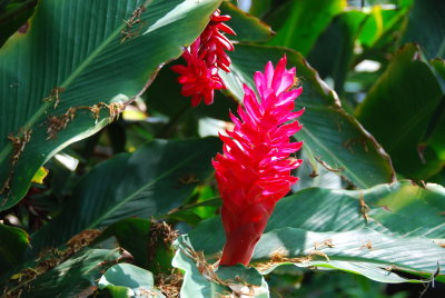 Hawaiian Red Ginger