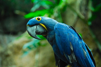 Blue Papagayo (Macaw)