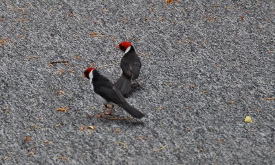 Red Crested cardinals- Hawaii