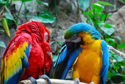 Papagayos (Macaws)