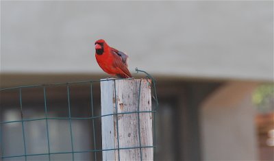 Northern Cardinal- Kona Hawaii