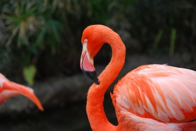 Pink Flamingo- New Orleans Zoo