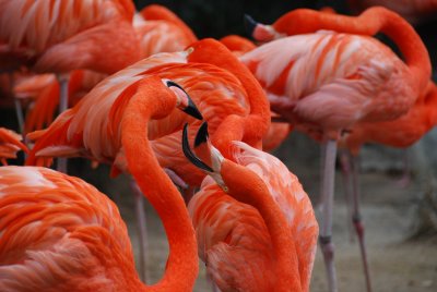 Flamingos- New Orleans Zoo