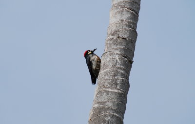 Woodpecker- Santa Barbara
