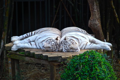 Sleeping white tigers- Audubon Zoo