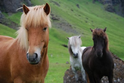 Icelandic Horses- Iceland