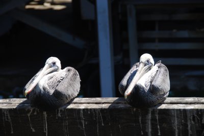Twin pelicans- Monterrey