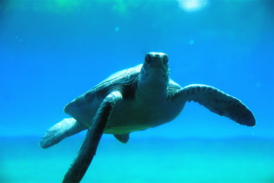 Green turtle- Kona Hawaii