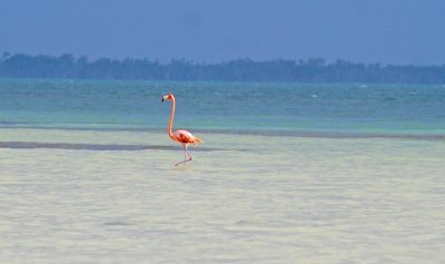 Pink Flamingo- Holbox Mexico