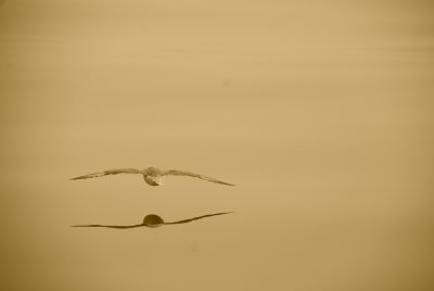 Seagull Iceland Sea