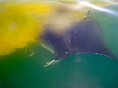 Manta feeding (yellow stuff is plankton)