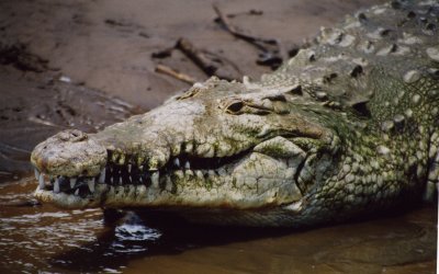 crocodile-Tarcoles-Costa Rica