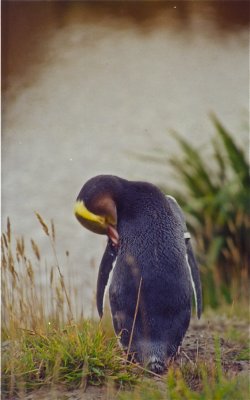 golden-eye-penguin-New Zealand