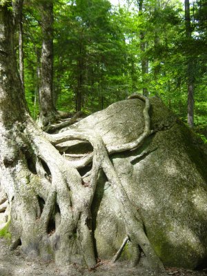 Huggin tree - Muir Woods