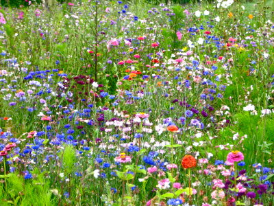 Wild flowers France