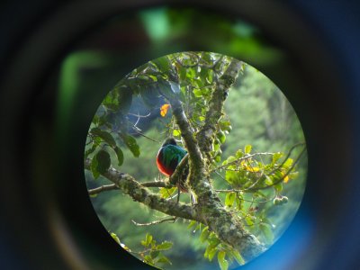 Quetzal- pictured through a telescope- Costa Rica
