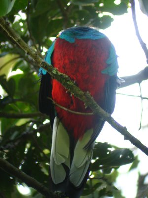 Quetzal- Costa Rica