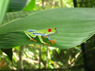 Red-Eye Frog- Costa Rica