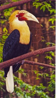 hornbill-Papua New Guinea