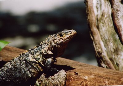 iguana- Costa Rica