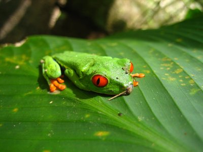 Red Eye Frog- Costa Rica
