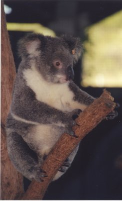 Koala- Australia