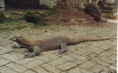 Komodo dragon - Bali