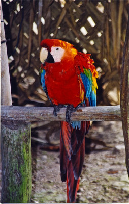 Macaw - Amazonas