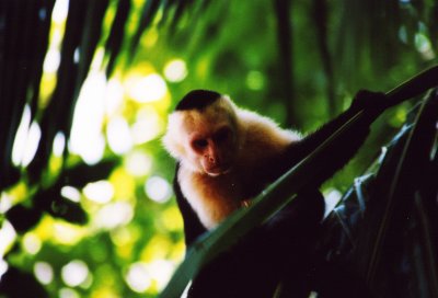 White-face capuchino- Costa Rica