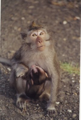 Cheeky Monkey-Ubud sacred forest-Bali