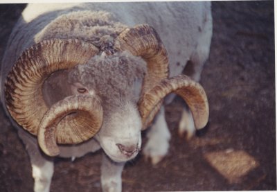 sheep-New Zealand