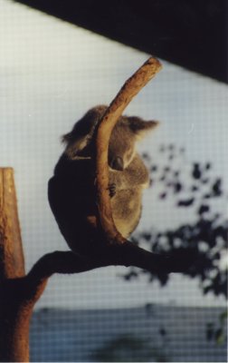 sleeping koala