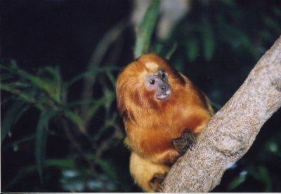 tamarindo monkey