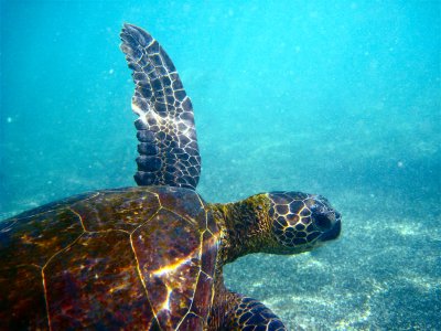 Green Turtle- Kona Hawaii