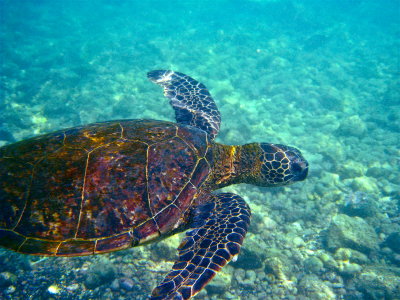 Green Turtle- Kona Hawaii