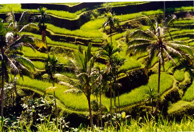 rice terrace Bali