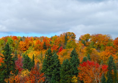 Foliage Canada