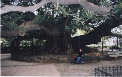 Rubber Tree Buenos Aires
