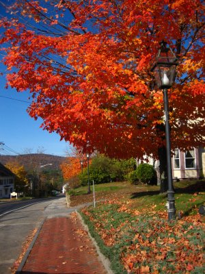 Foliage New England