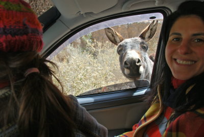 Curious Donkey-Iruya Argentina