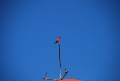 Red bird-Rancho Labradores-Mexico