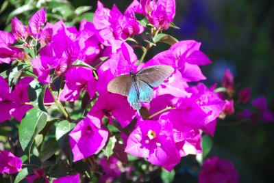 Blue Butterfly-Rancho Labradores-Mexico